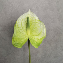 Load image into Gallery viewer, Authurium Green 64cm
