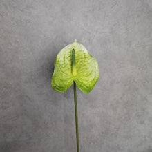 Load image into Gallery viewer, Authurium Green 64cm
