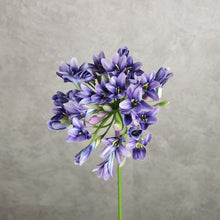 Load image into Gallery viewer, Agapanthus Purple 75cm
