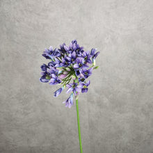 Load image into Gallery viewer, Agapanthus Purple 75cm
