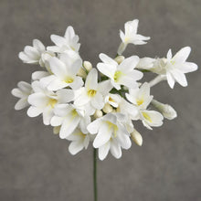 Load image into Gallery viewer, Agapanthus White 75cm

