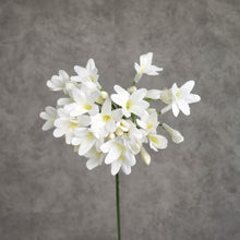 Load image into Gallery viewer, Agapanthus White 75cm

