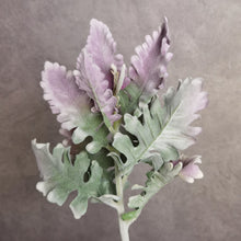Load image into Gallery viewer, Dusty Miller Grey Green Purple 38cm
