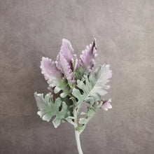 Load image into Gallery viewer, Dusty Miller Grey Green Purple 38cm
