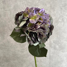 Load image into Gallery viewer, Hydrangea Purple
