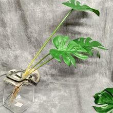 Load image into Gallery viewer, Monstera Deliciosa Artificial Foliage Bunch GREENERY0007
