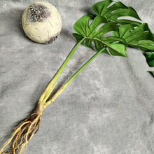 Load image into Gallery viewer, Monstera Deliciosa Artificial Foliage Bunch GREENERY0007
