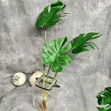 Load image into Gallery viewer, Monstera Deliciosa Artificial Foliage Bunch GREENERY0007
