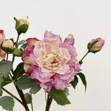 Load image into Gallery viewer, Peony 2 Heads Artificial Silk Flower 58cm Stem PEONY028-031
