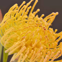 Load image into Gallery viewer, Leucospermum Artificial Silk Flower 44cm Stem Yellow LEUCOSPERMUM005
