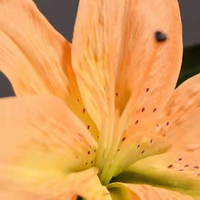 Load image into Gallery viewer, Lily Artificial Silk 3D Real Touch Flower 38cm Stem Yellow  LILY002
