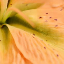 Load image into Gallery viewer, Lily Artificial Silk 3D Real Touch Flower 38cm Stem Yellow  LILY002
